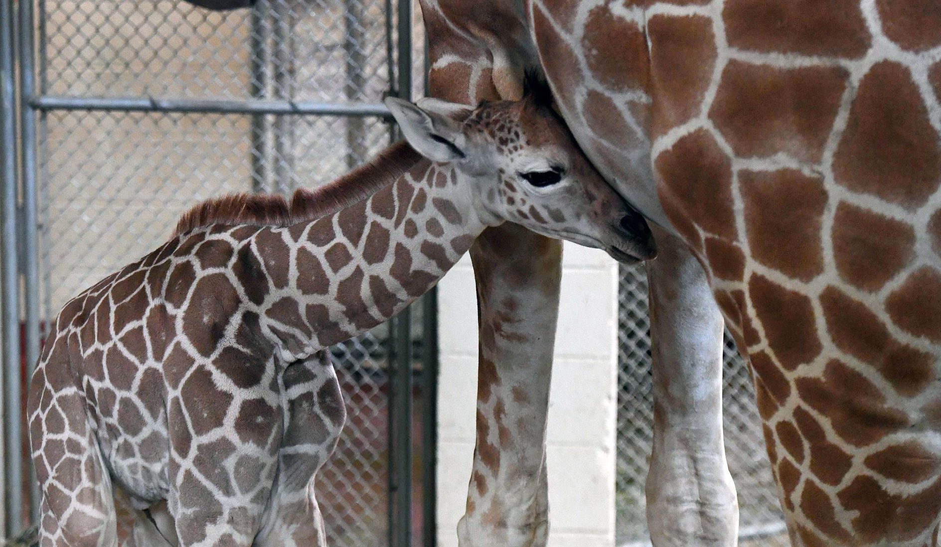 070819-news-giraffe 26.JPG